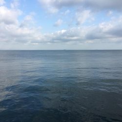 エソしかいません